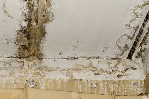 Mold Odor Removal Services