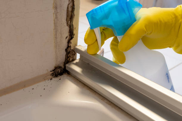 Why You Should Choose Our Mold Remediation Services in Clarksburg, WV